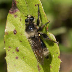 Laphria partitor