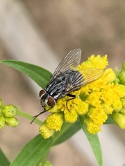 Graphomya maculata