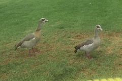 Alopochen aegyptiaca