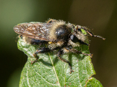 Laphria partitor