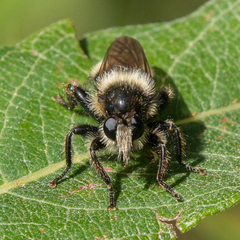 Laphria partitor