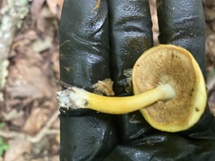 Suillus