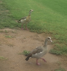 Alopochen aegyptiaca