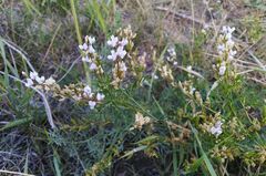 Astragalus sulcatus