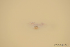 Anura