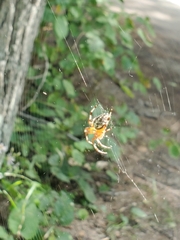 Araneus marmoreus