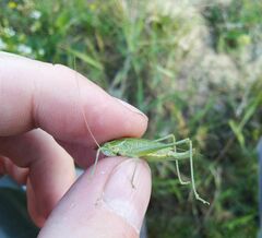 Poecilimon intermedius