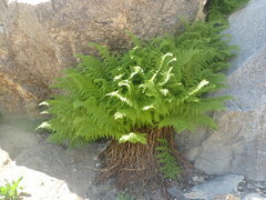 Athyrium americanum