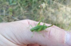 Poecilimon intermedius