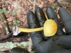 Hypomyces chrysospermus