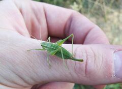 Poecilimon intermedius
