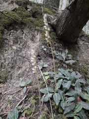Goodyera oblongifolia