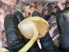Hypomyces chrysospermus