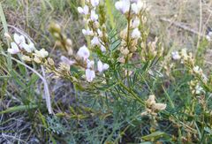 Astragalus sulcatus