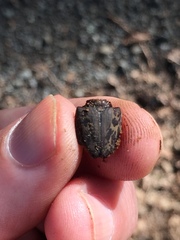 Ryssonotus nebulosus