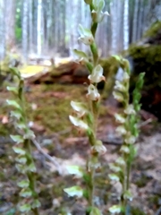 Goodyera oblongifolia