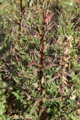 Epilobium ciliatum