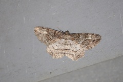 Neoalcis californiaria