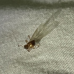 Myrmica