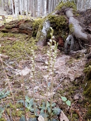 Goodyera oblongifolia