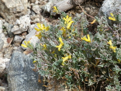 Corydalis aurea