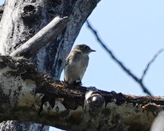 Empidonax minimus