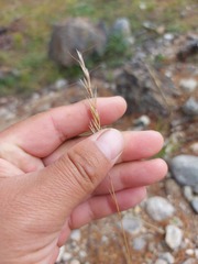 Helictochloa hookeri schelliana