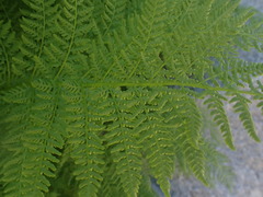 Athyrium americanum