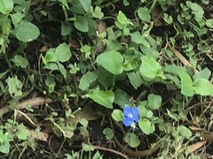Commelina benghalensis