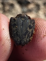 Ryssonotus nebulosus