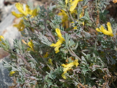 Corydalis aurea