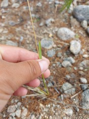 Helictochloa hookeri schelliana