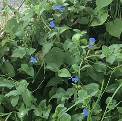Commelina benghalensis