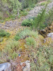 Oxytropis longirostra