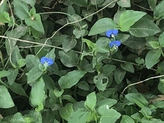 Commelina benghalensis