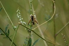 Polistes aurifer