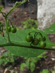 Solanum emulans