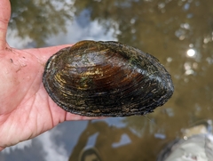 Pyganodon grandis