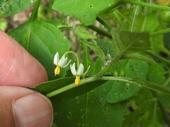 Solanum emulans