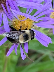Eristalis flavipes