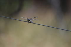 Libellula forensis