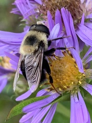 Eristalis flavipes