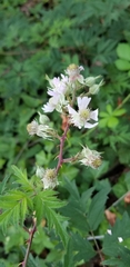 Rubus laciniatus