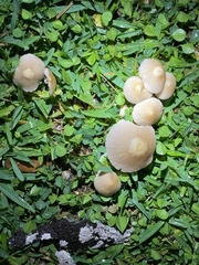 Candolleomyces