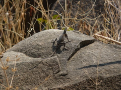 Agama planiceps