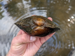 Pyganodon grandis