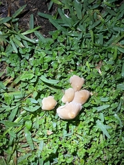 Candolleomyces
