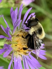 Eristalis flavipes