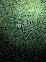 Candolleomyces