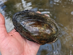 Pyganodon grandis